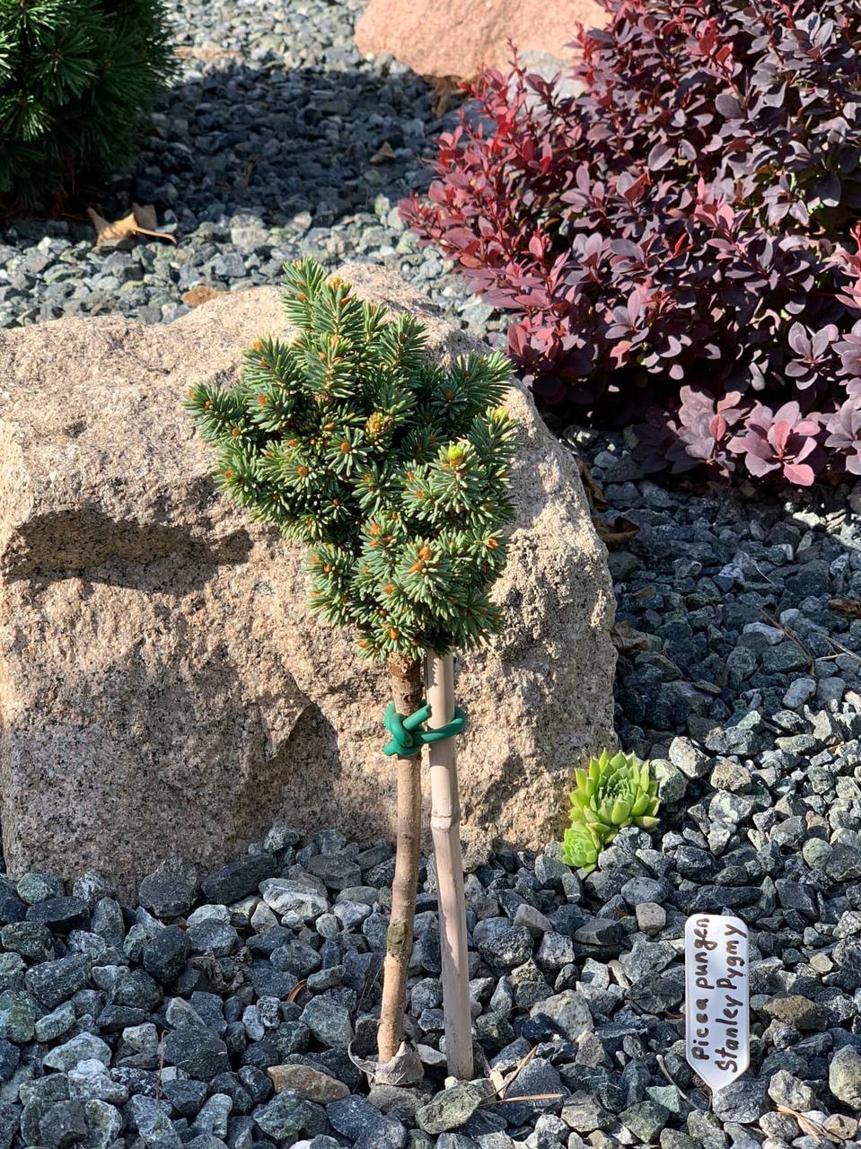 Picea pungens ‘Stanley Pygmy’