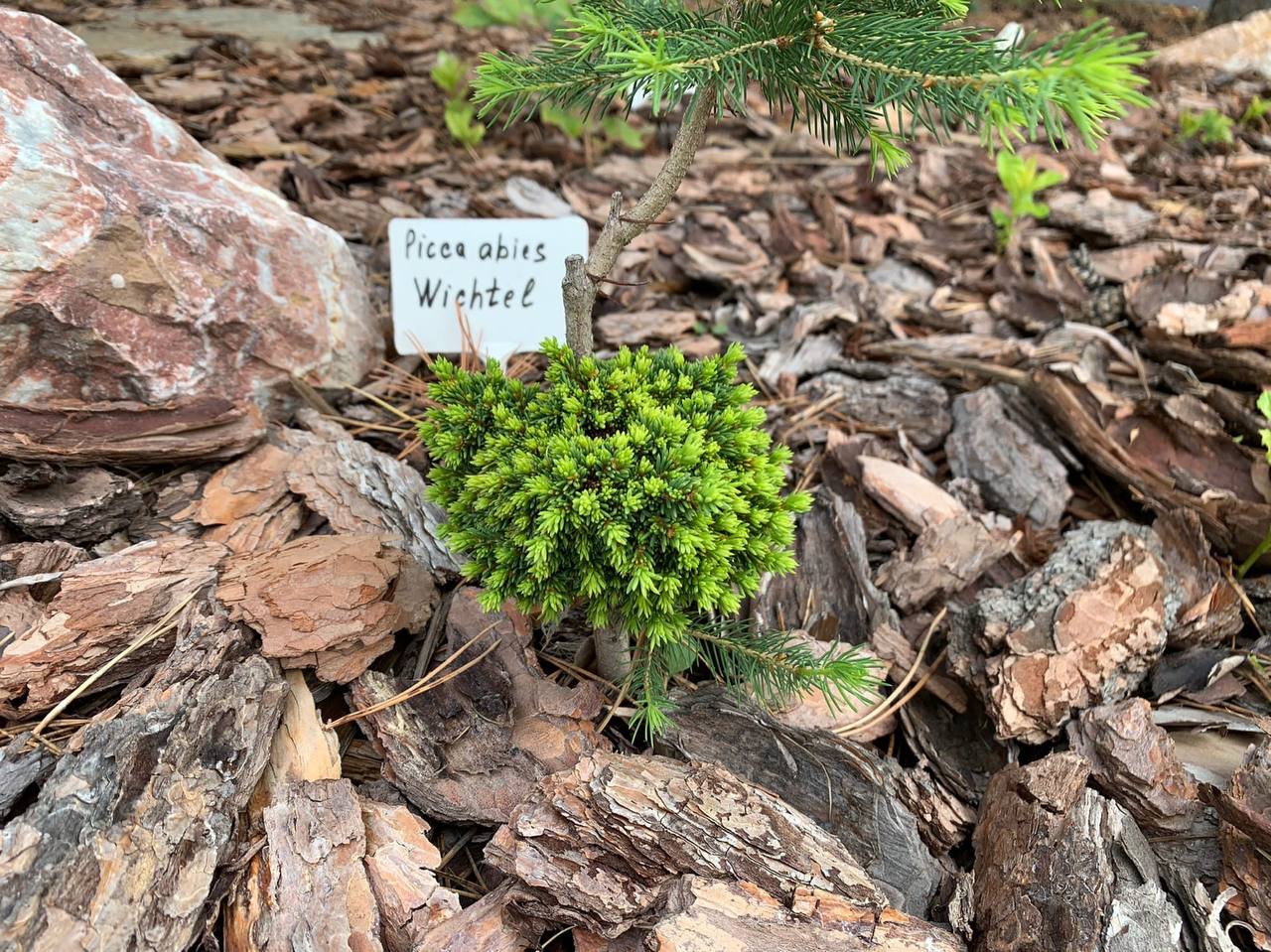 Picea abies ‘Wichtel’