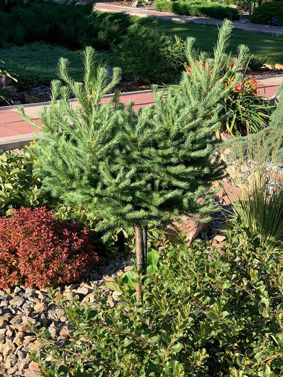 Larix kaempferi ‘Blue Dwarf’
