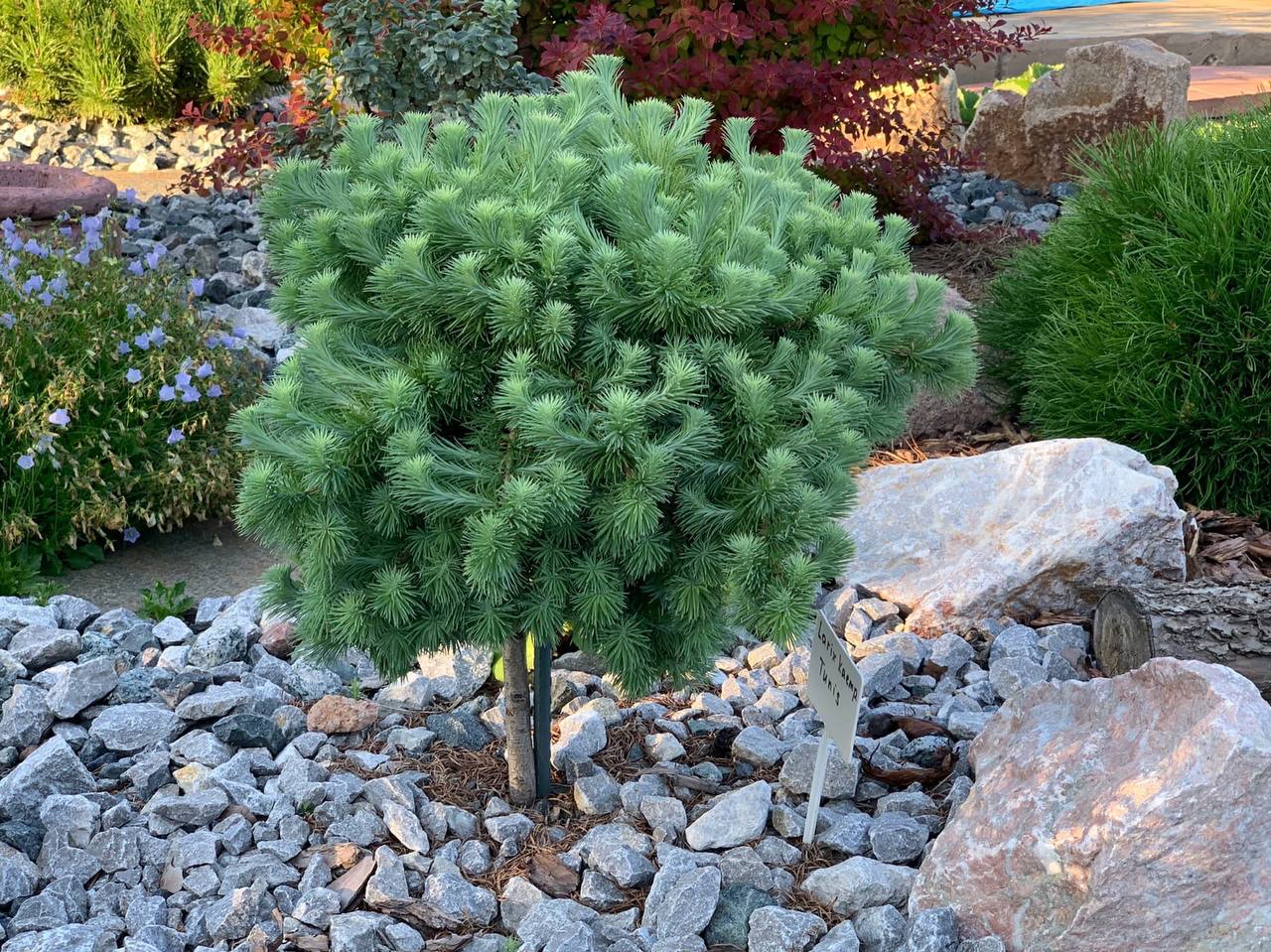 Larix kaempferi 'Peve Tunis'
