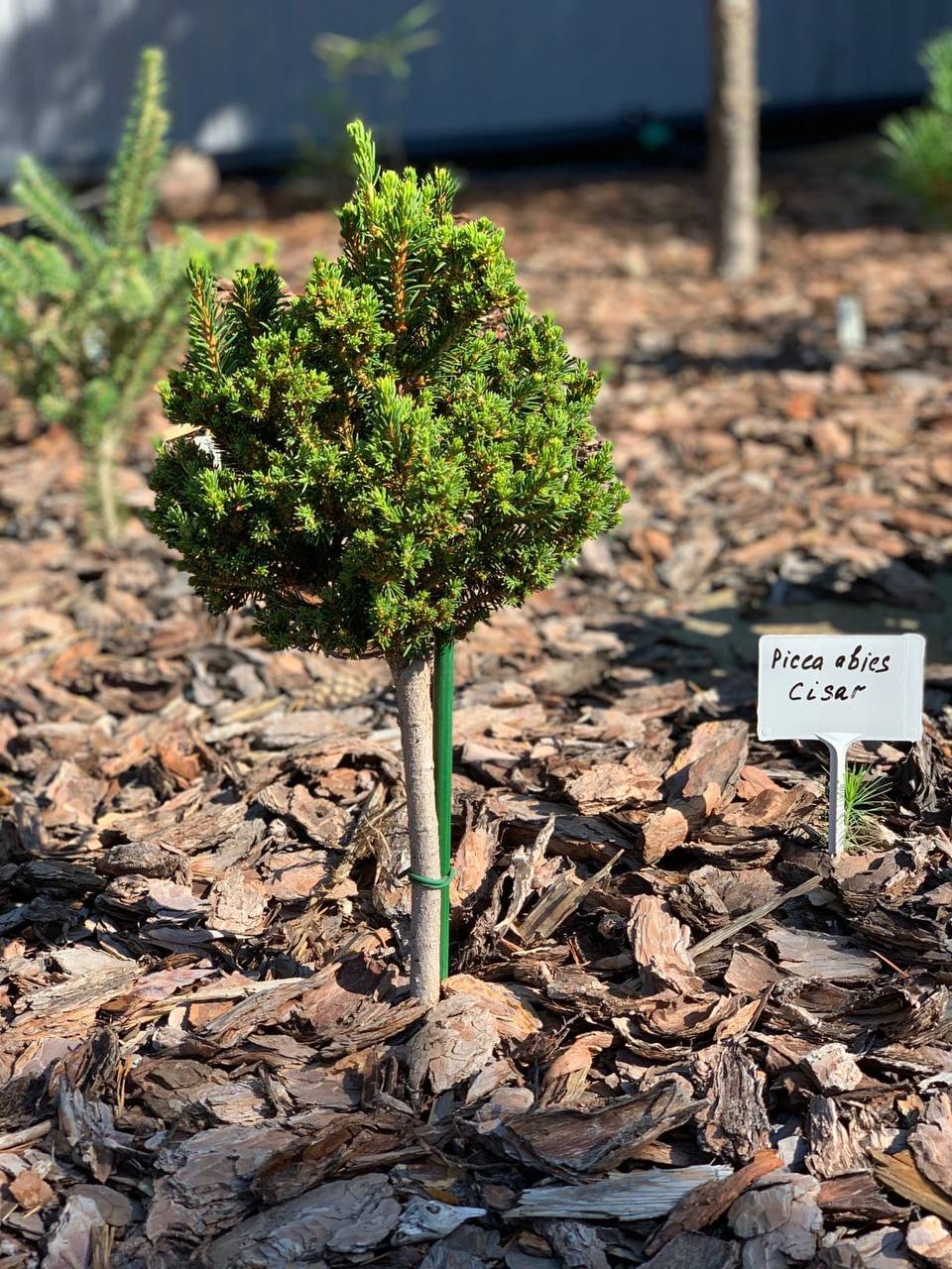 Picea abies ‘Cisar’