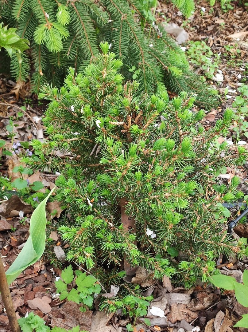Picea abies 'Tompa'