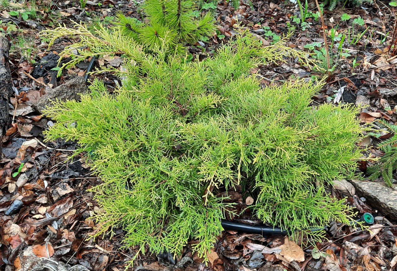 Juniperus pfitzeriana 'Yellow Sapphire'