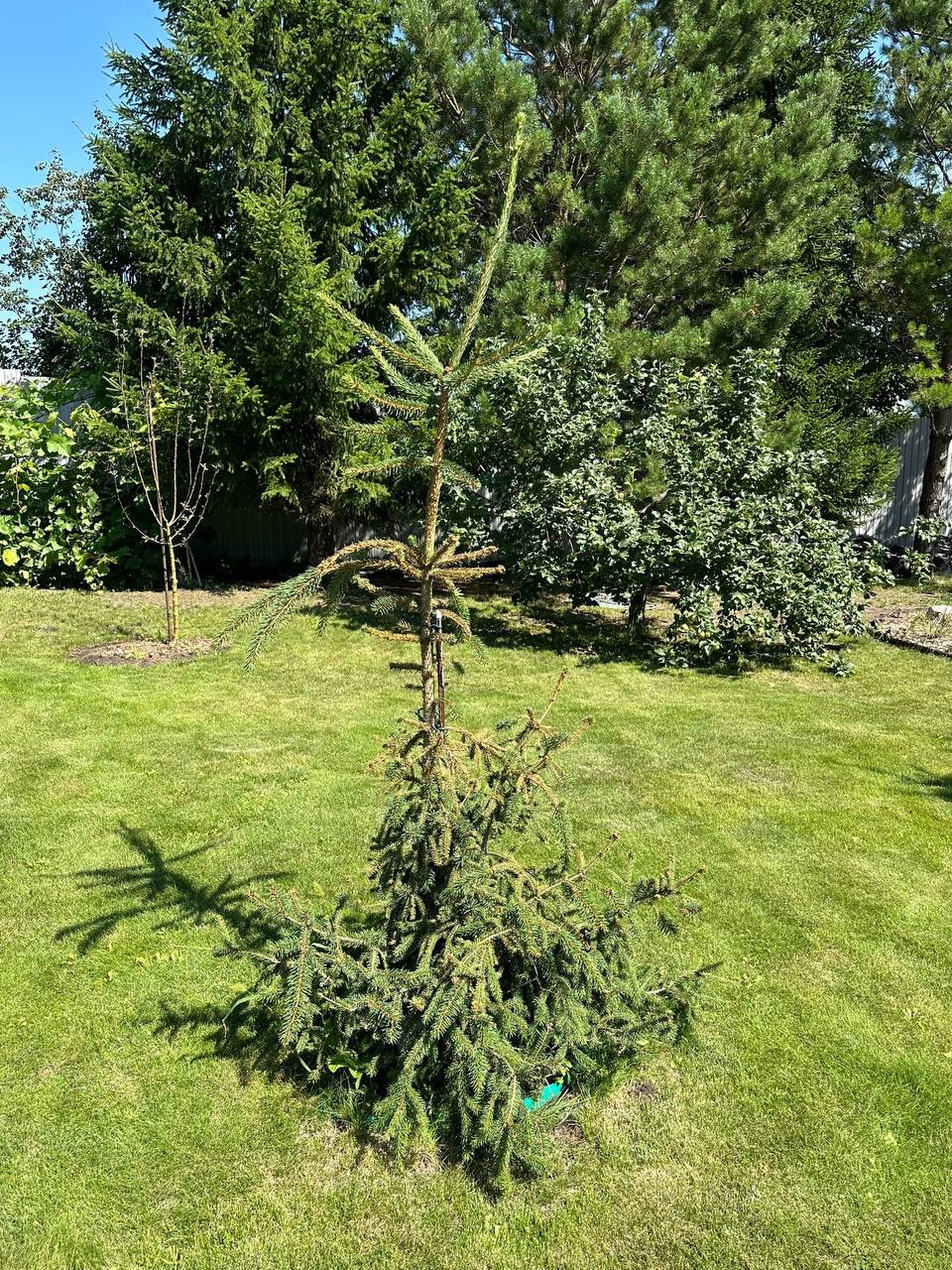 Picea abies ‘Rothenhaus’