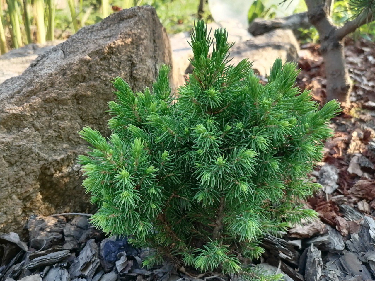 Picea glauca 'Sun on the Sky'