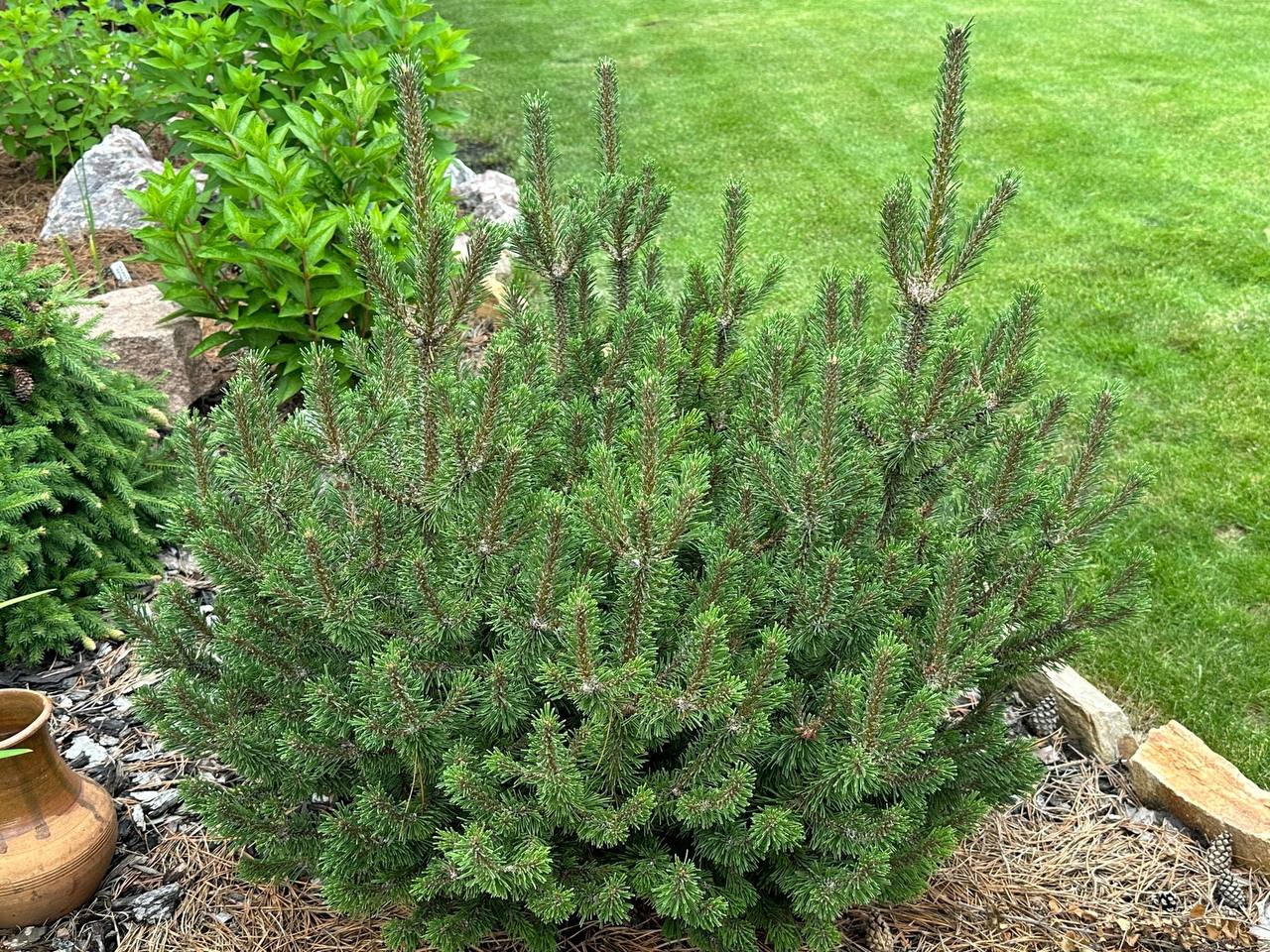 Pinus mugo ‘Kissen’