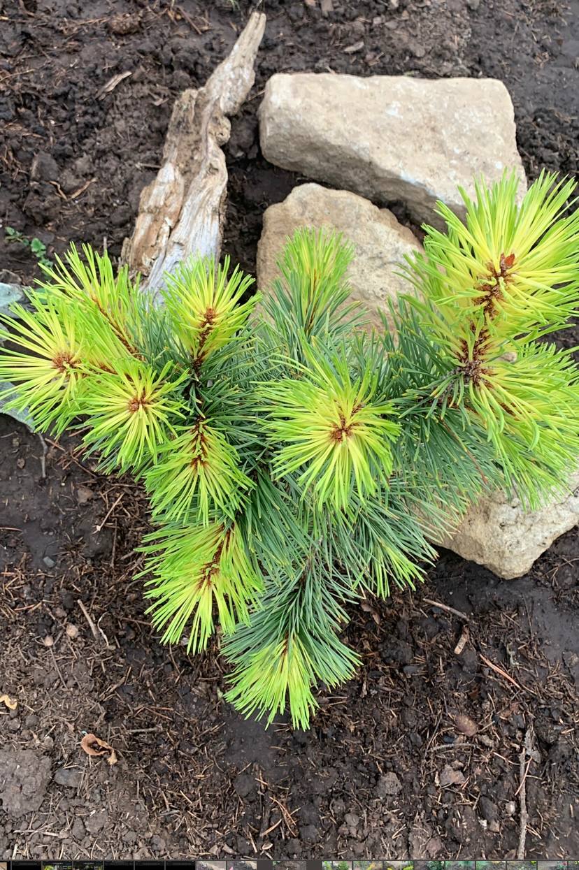 Pinus contorta 'Taylor’s Sunburst'