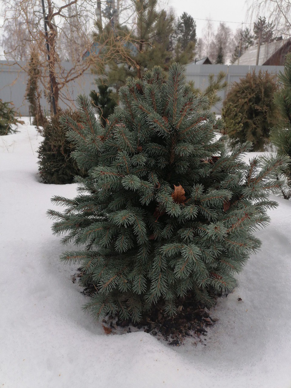 Picea pungens 'Sleszyn'