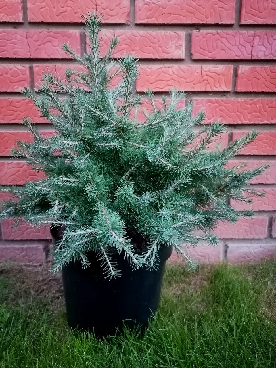 Larix sibirica ‘Grebni’