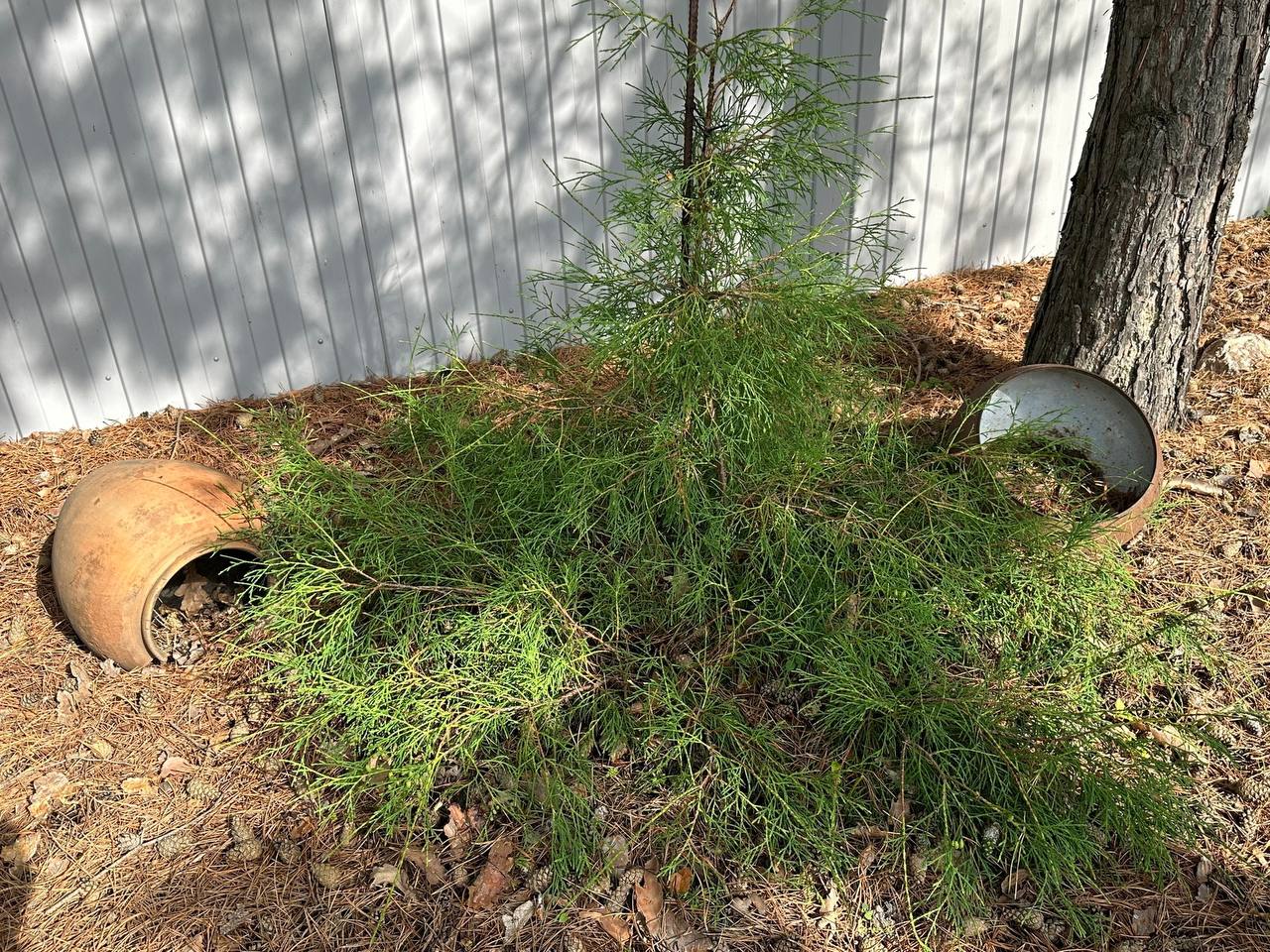 Thuja occidentalis 'Filiformis'