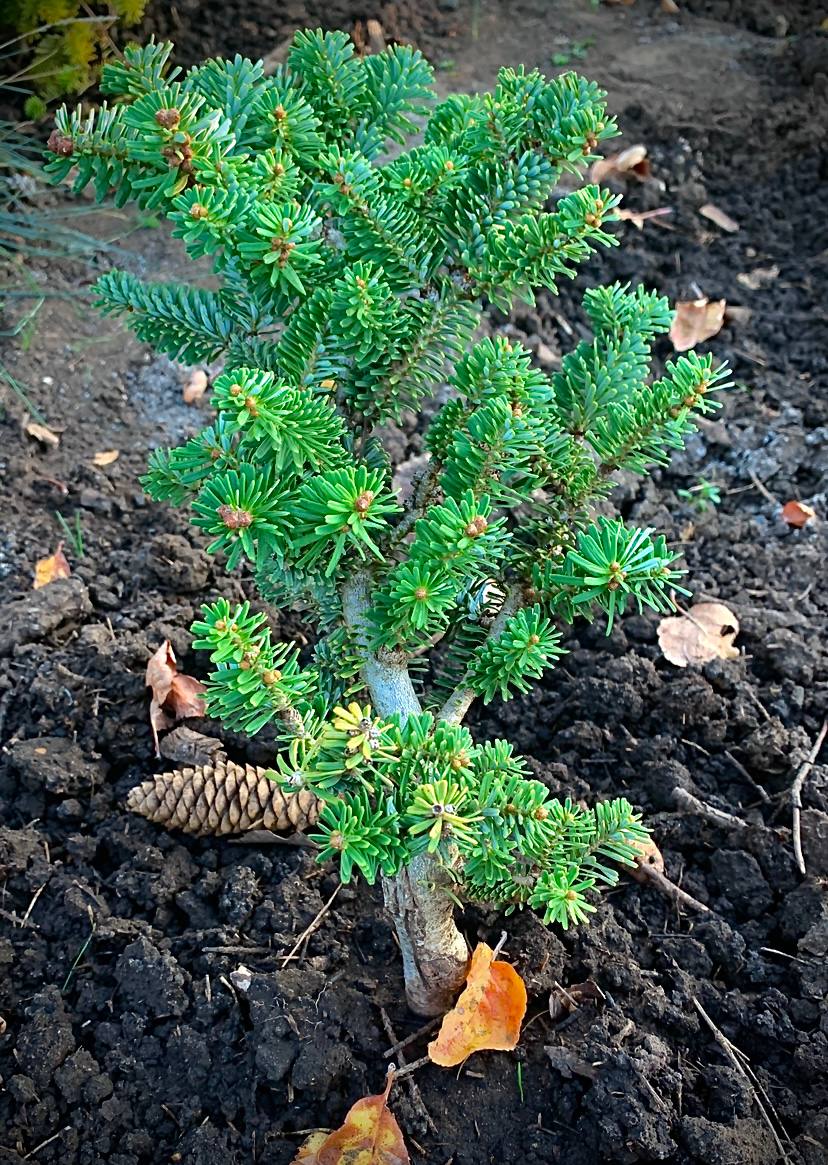 Abies koreana 'Schneestern'