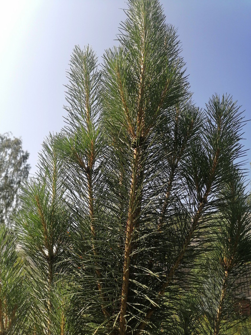 Pinus sylvestris ‘Rus Tower’.