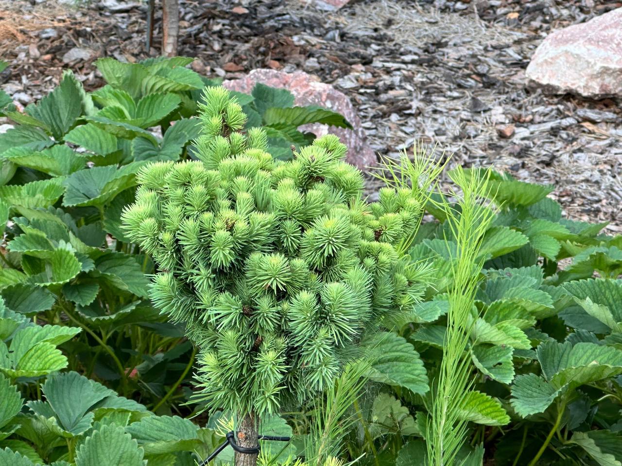 Larix kaempferi ‘Bambino’