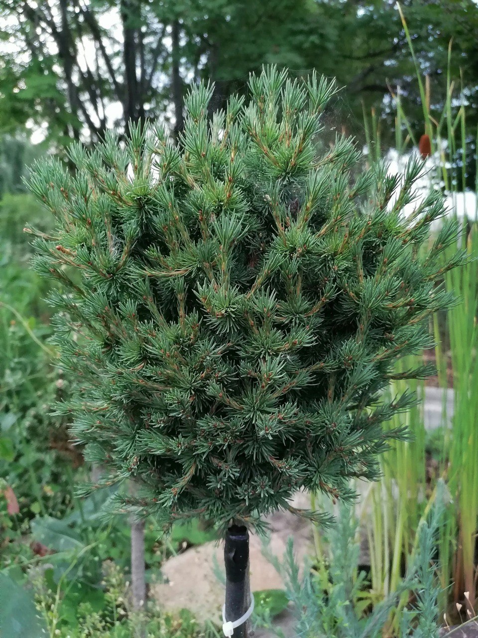 Larix sibirica ‘Jozhik’