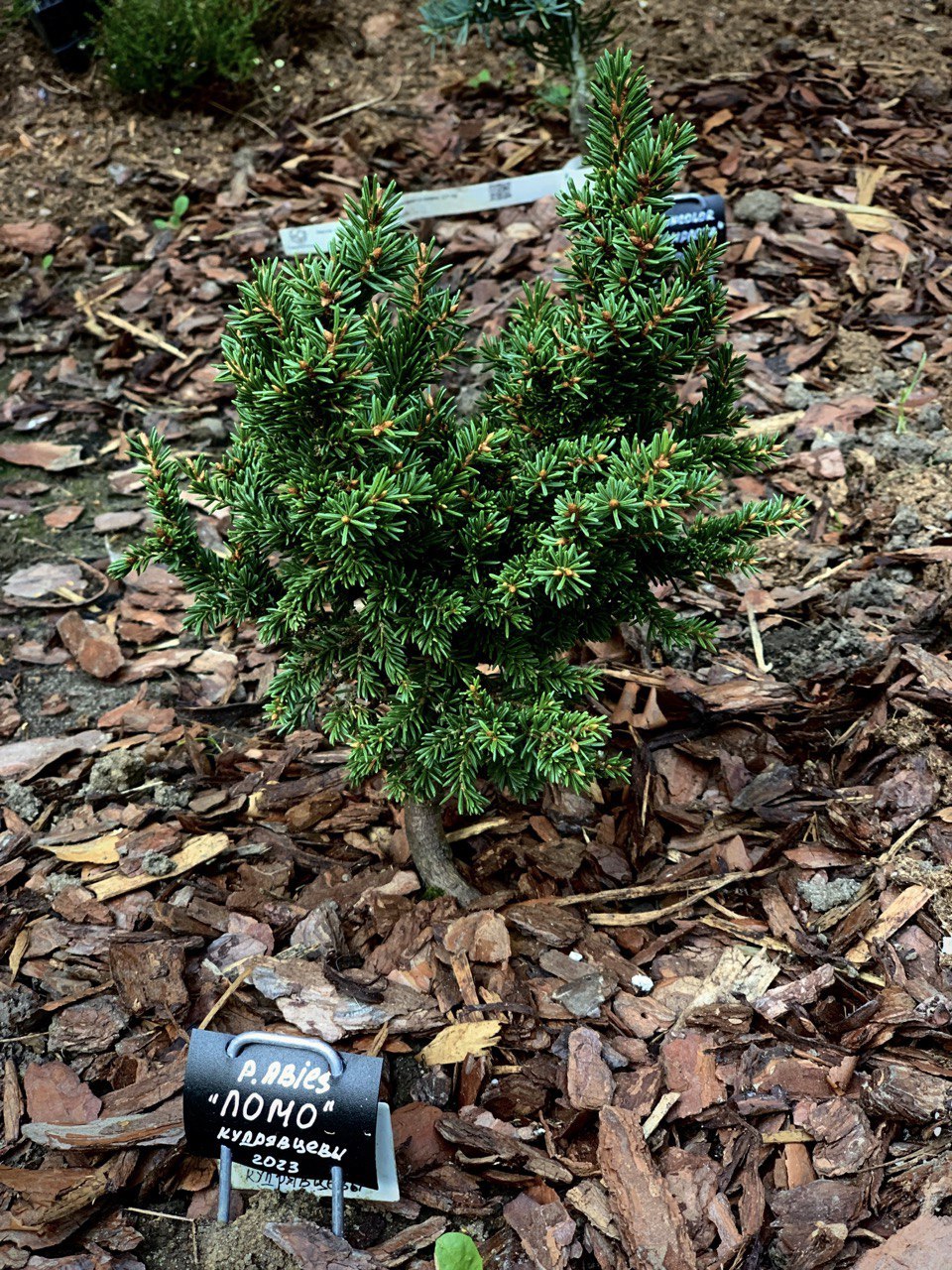 Picea abies ‘Lomo'