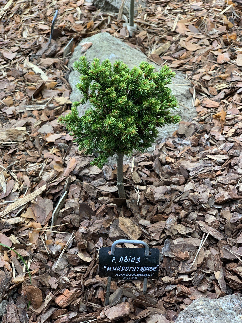 Picea abies ‘Mikrogitarnoye'