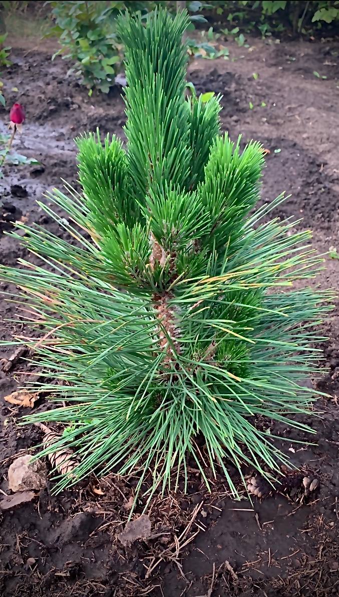Pinus thunbergii ‘Thunderhead’