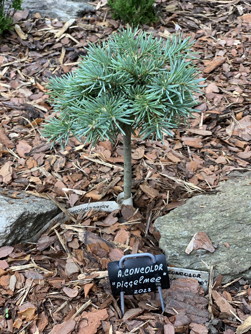 Abies concolor ‘Piggelmee'