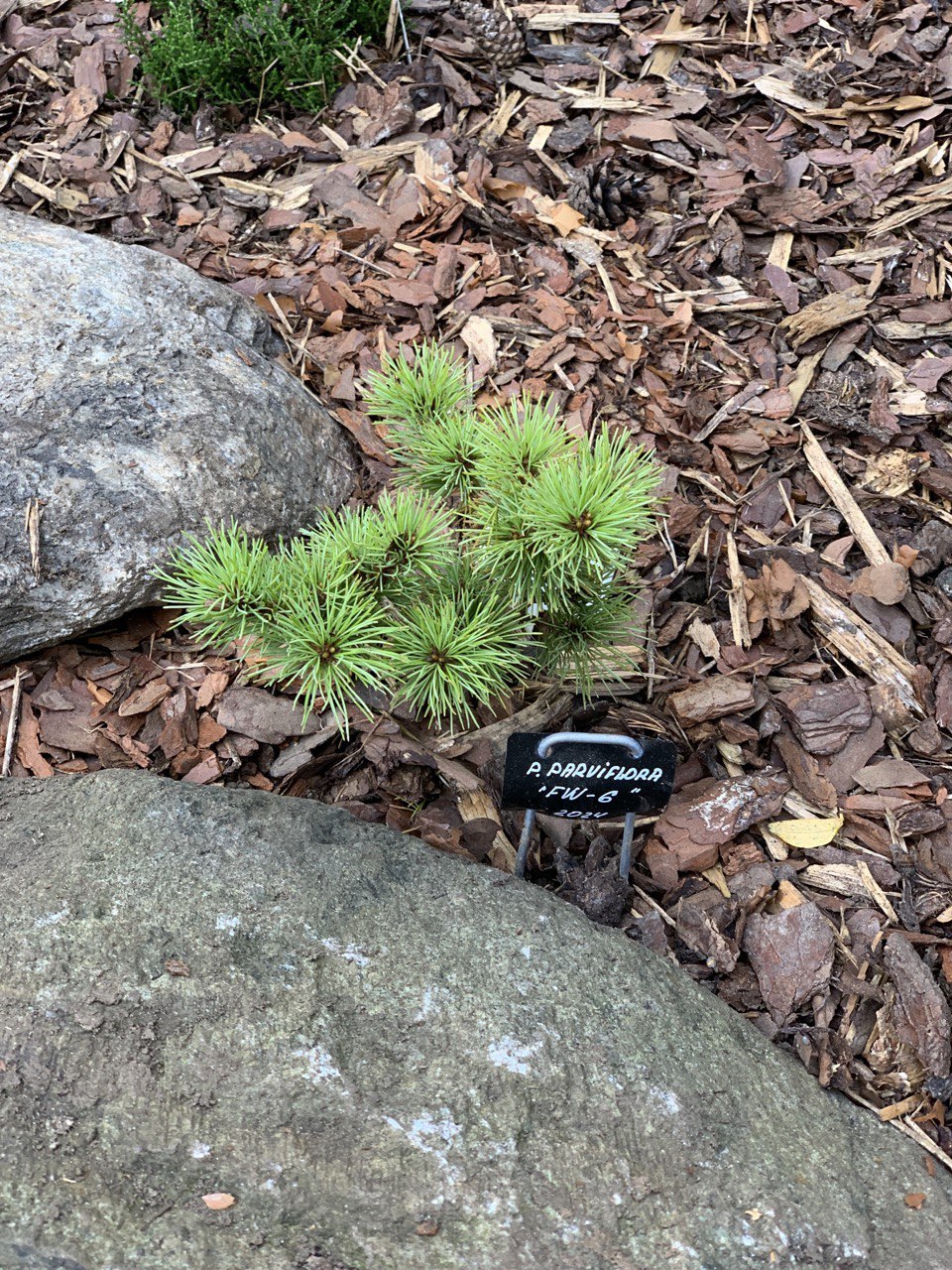 Pinus parviflora ‘FW-6’