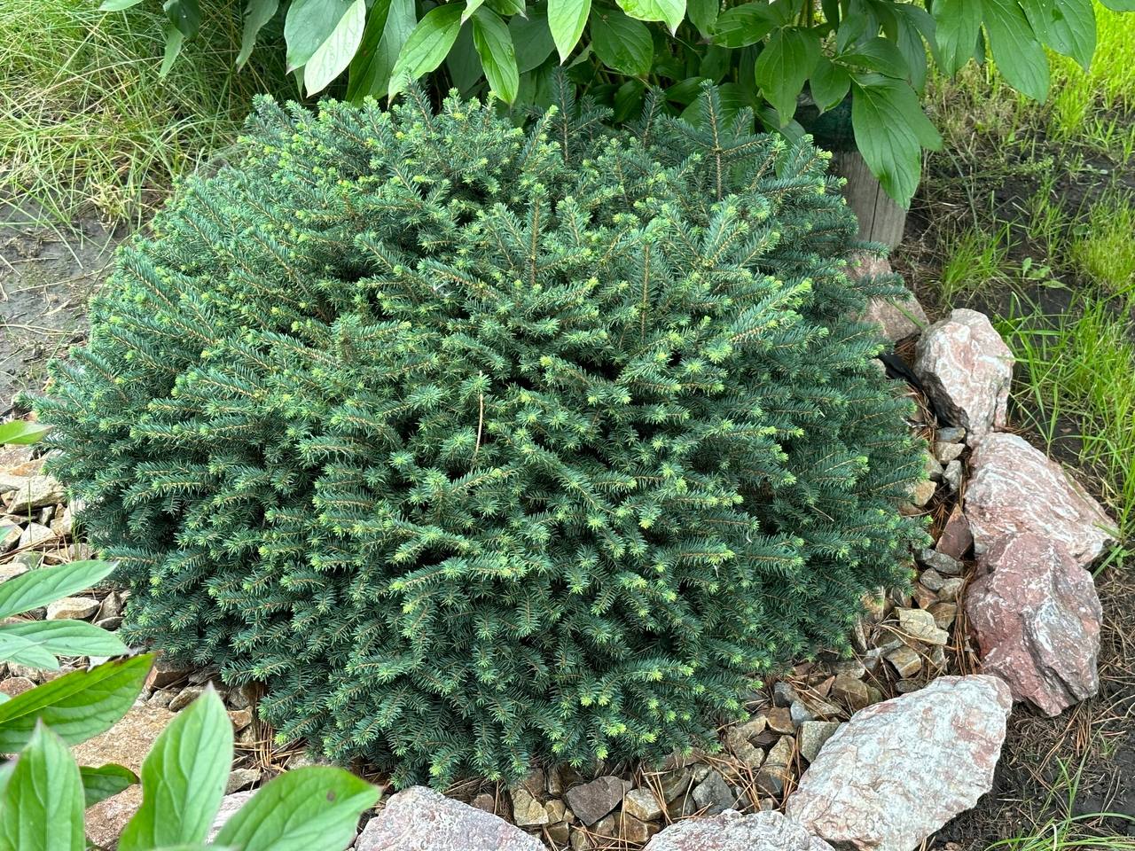 Picea abies ‘Nidiformis’