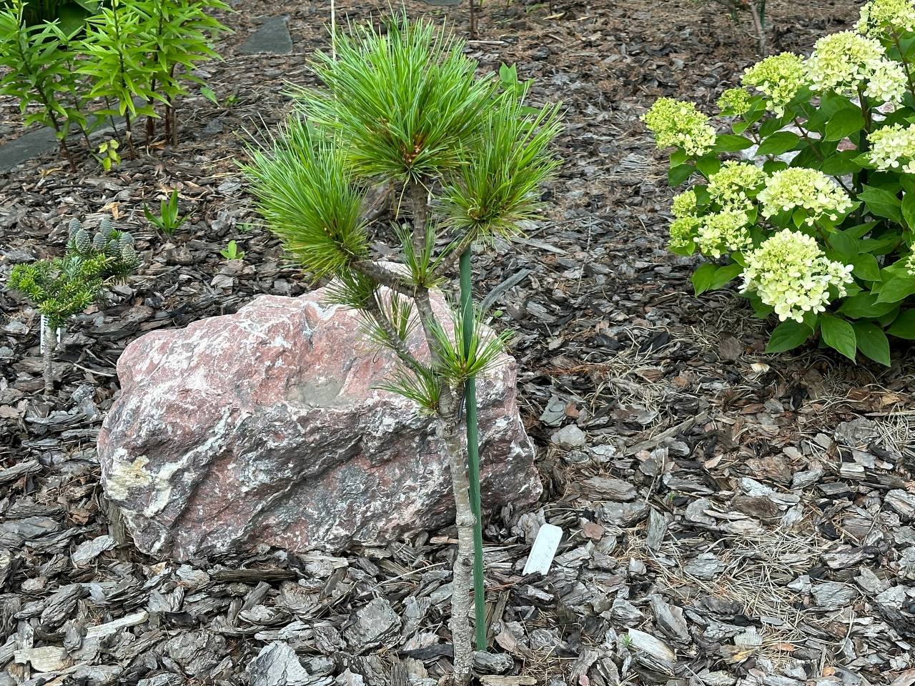 Pinus sibirica ‘Biosphera’