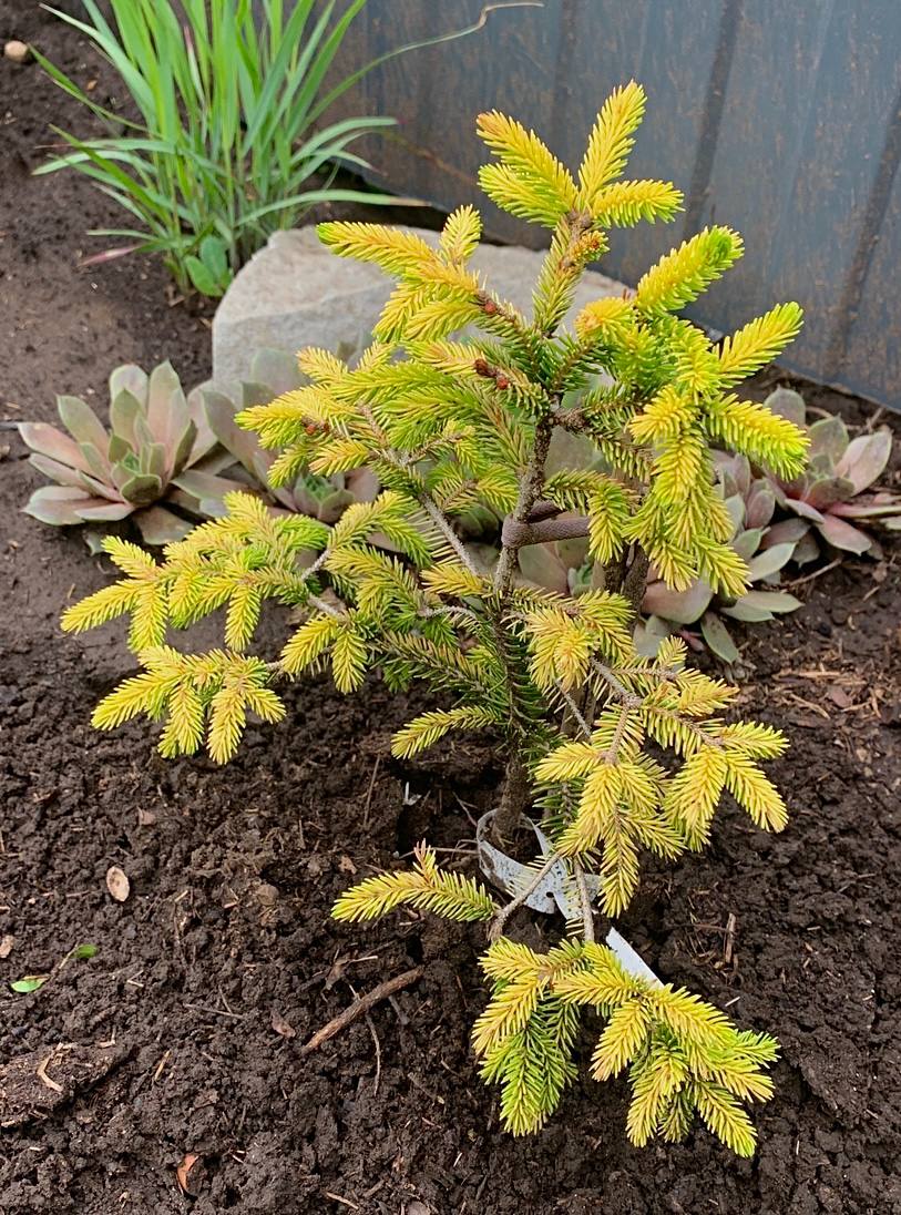 Picea orientalis ‘Lil Sky’