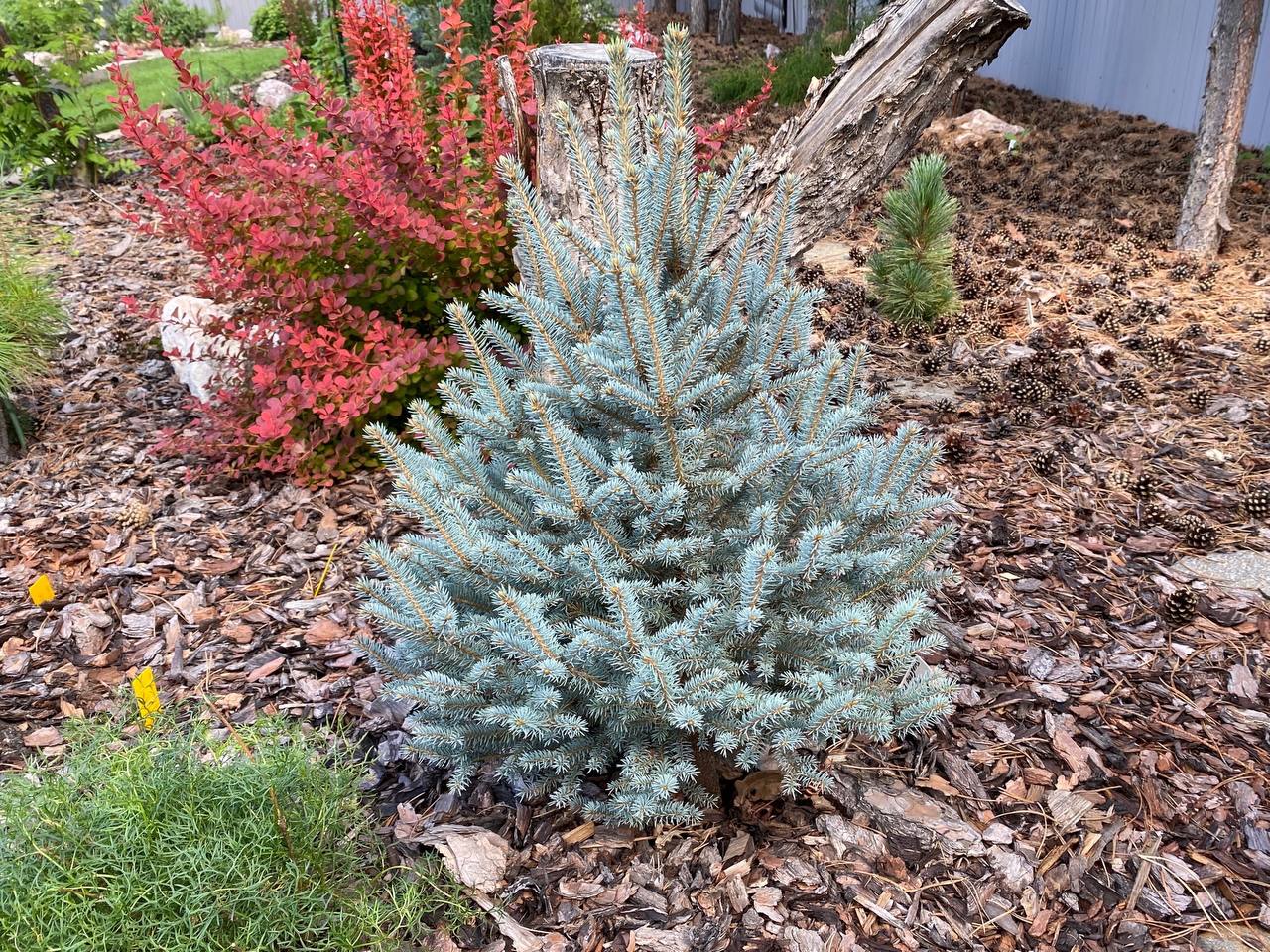 Picea pungens ‘Scottie’