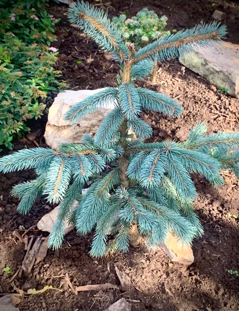 Picea engelmannii var mexicana ‘Pervana’