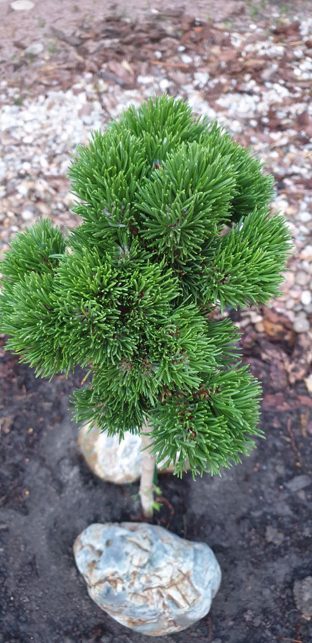 Pinus mugo 'Jakobsen'