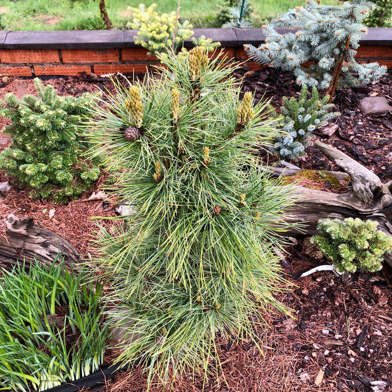 Pinus sibirica ‘Recordistka’