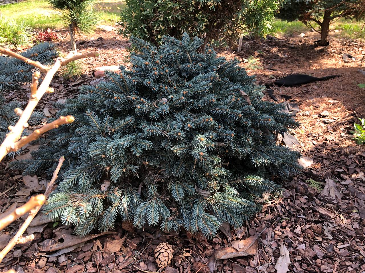 Picea pungens 'Waldbrunn'