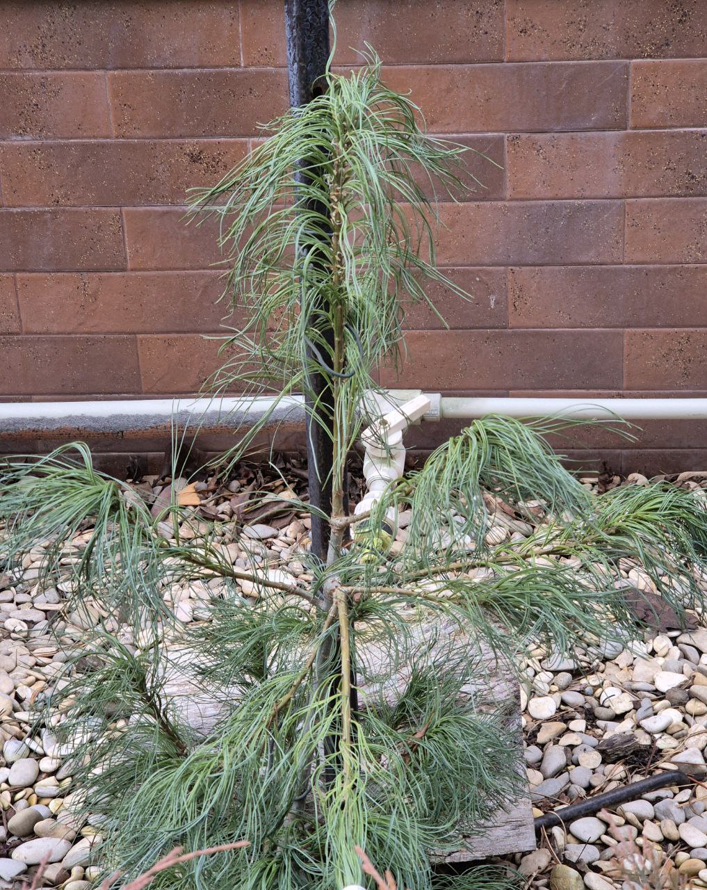 Pinus strobus 'Jim's Curly Chest Hair'