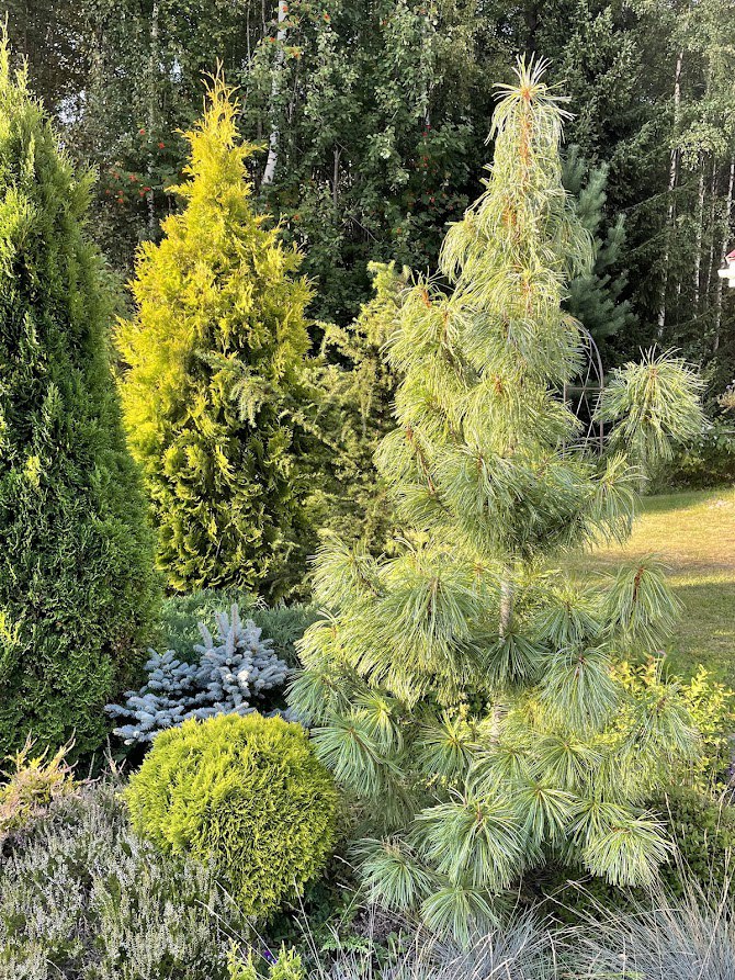 Pinus koraiensis ‘Jack Corbit’