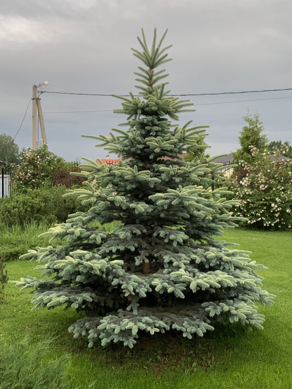 Picea pungens ‘Bialobok’
