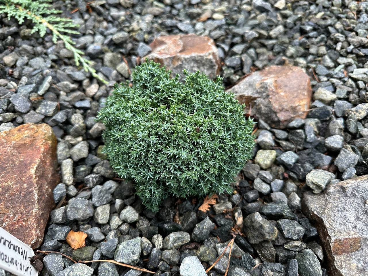 Juniperus horizontalis ‘Neumann’
