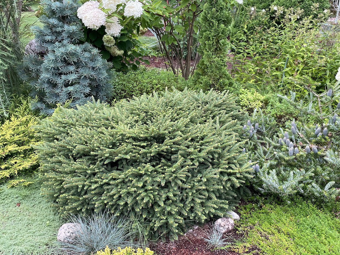 Picea abies 'Nidiformis'