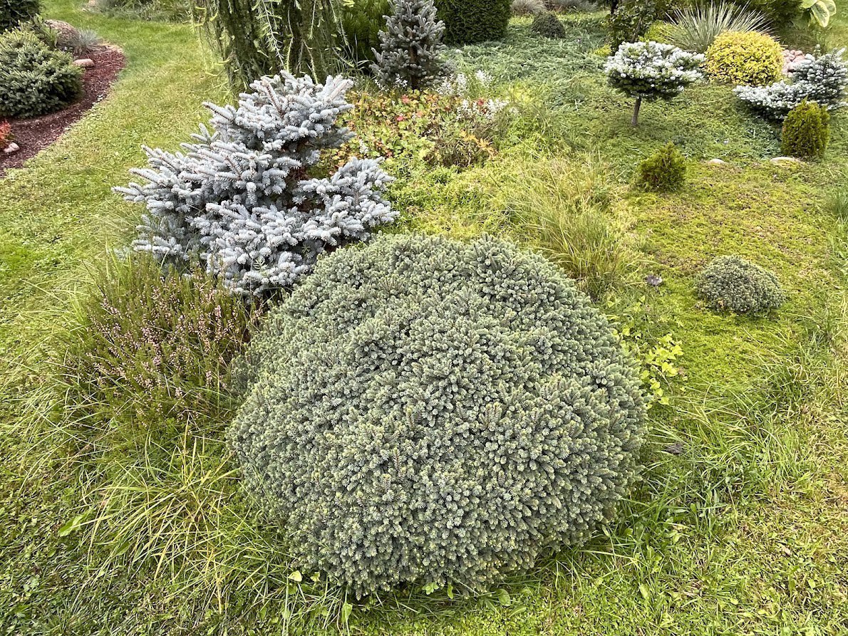 Picea glauca 'Echiniformis'