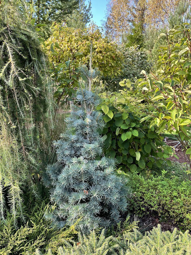 Abies concolor ‘Pygmaea’