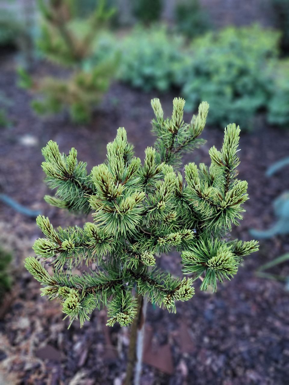 Pinus mugo 'Glowmound '