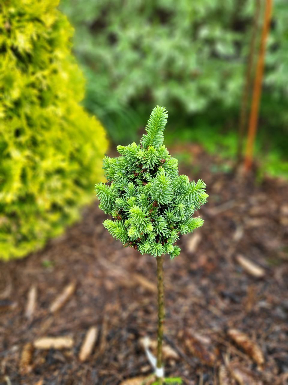 Picea abies 'Vltava'