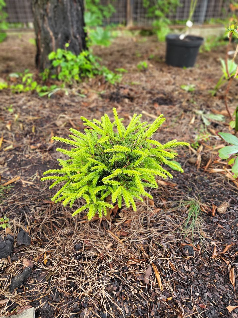 Picea abies 'Punahilkka'