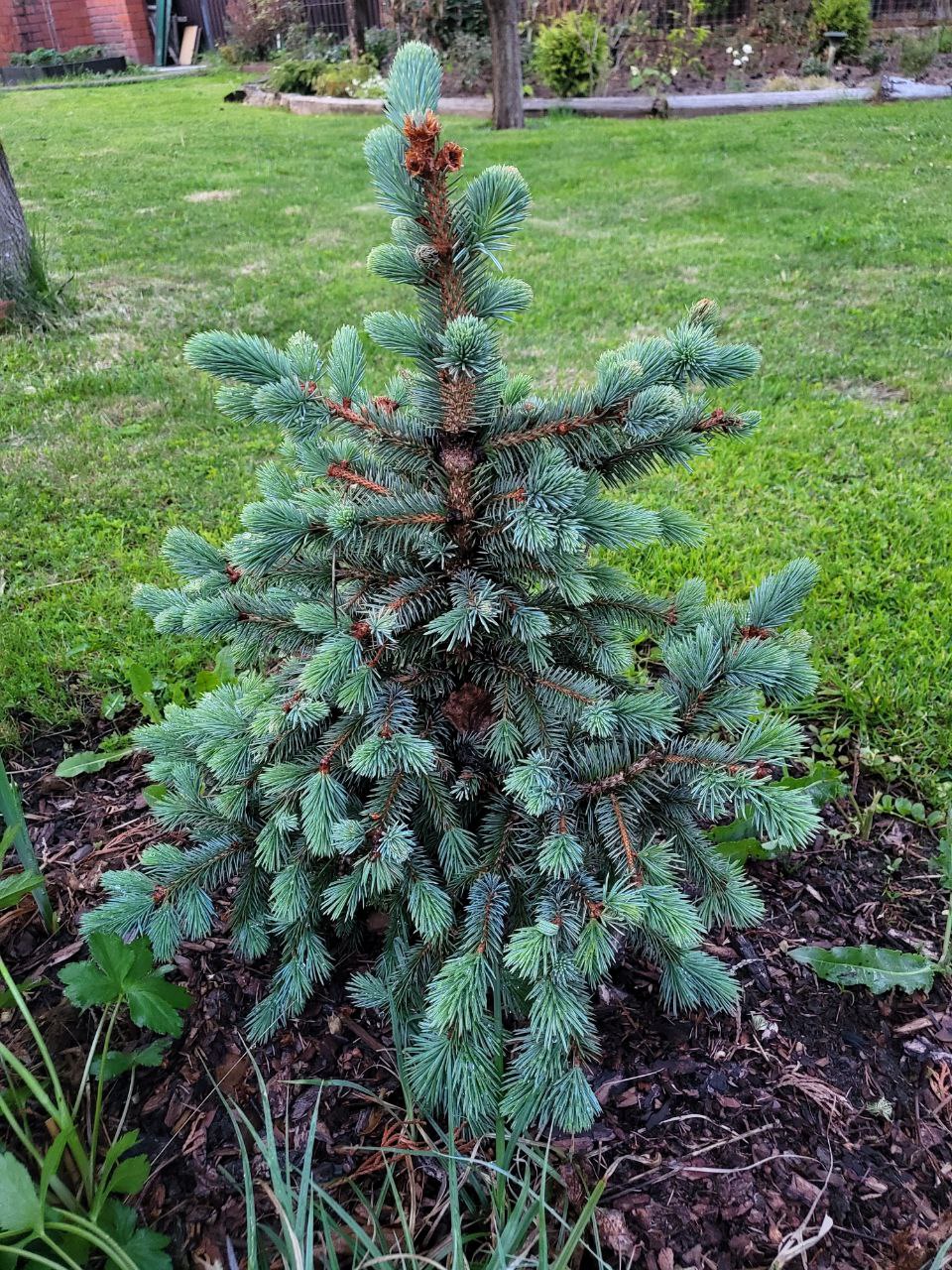 Picea engelmannii 'Hoodie'