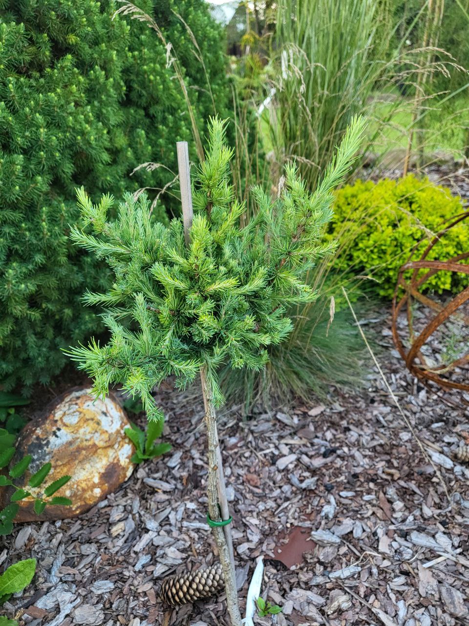 Larix laricina 'Curtheny Cepermin'