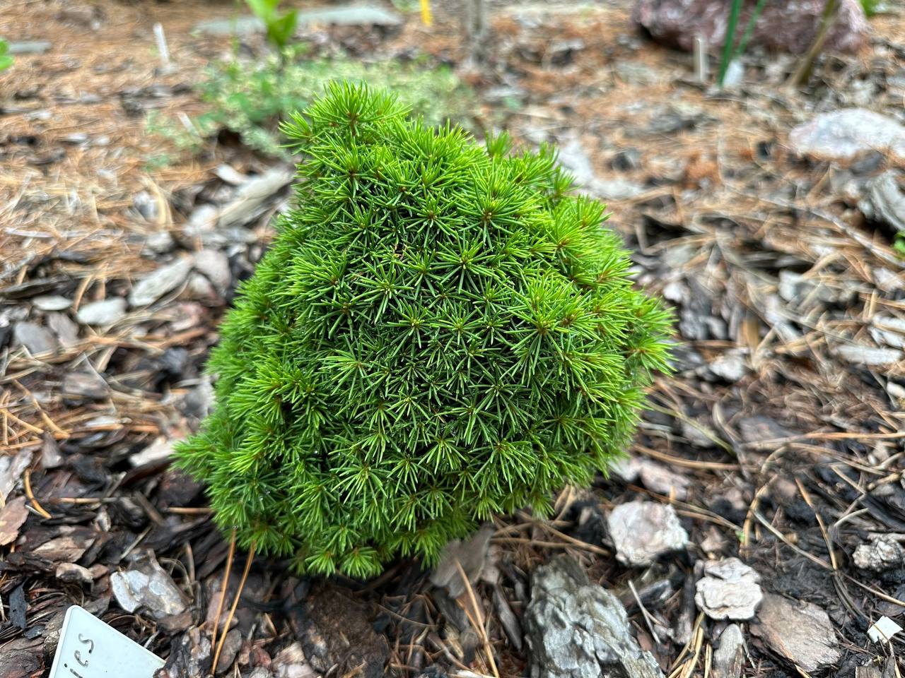 Picea abies ‘Jana’