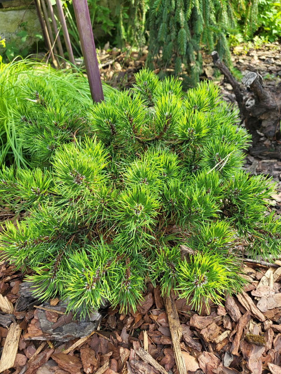 Pinus mugo 'Roszutech'