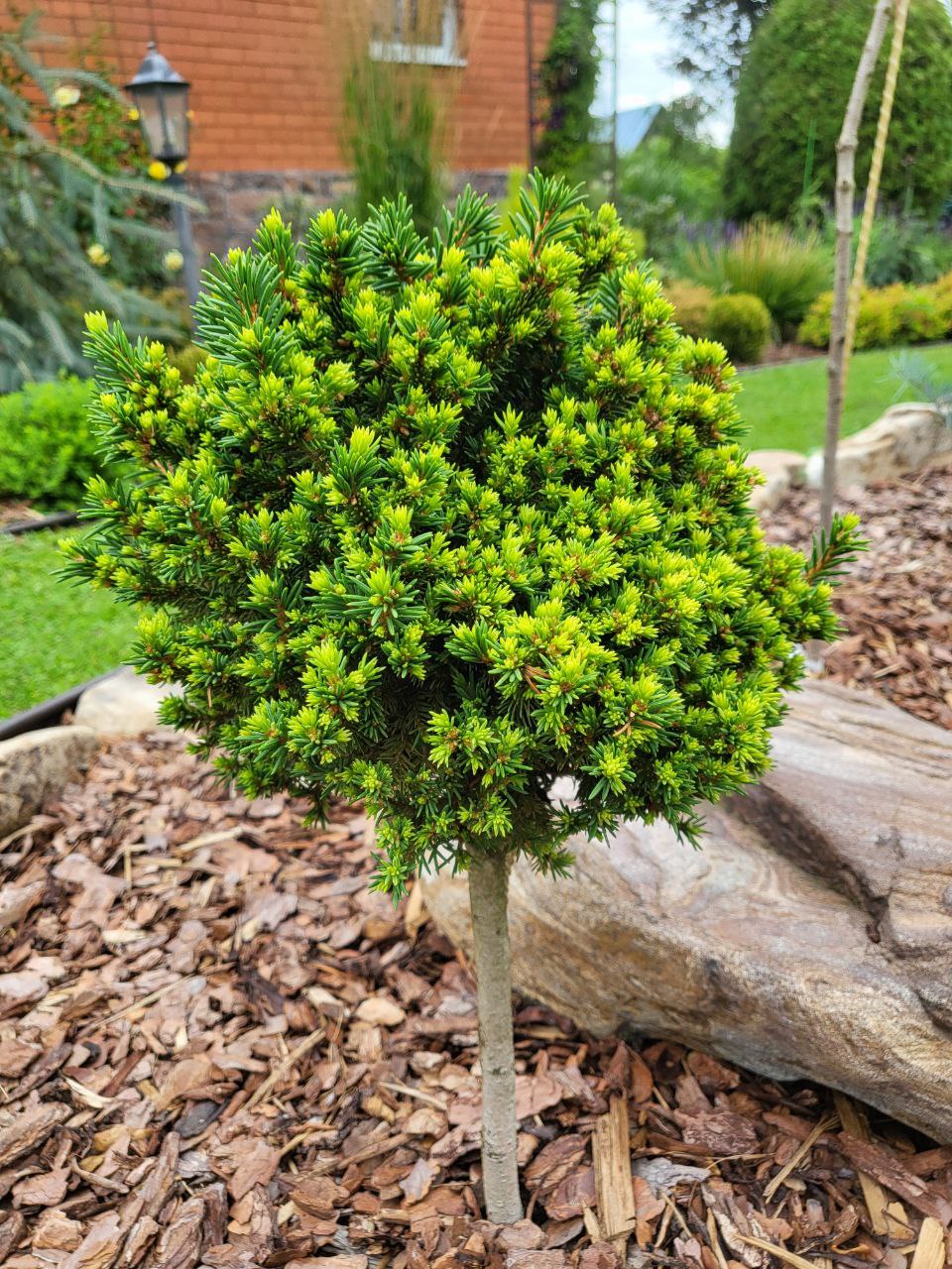 Picea abies 'Congesta Edinburg'