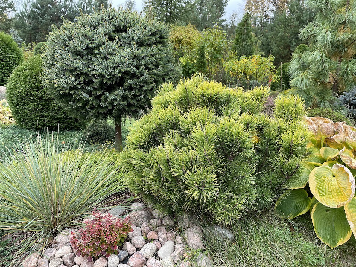 Pinus mugo ‘Ophir’