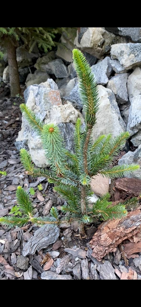 Picea sitchensis 'Filip's Silver Snake'
