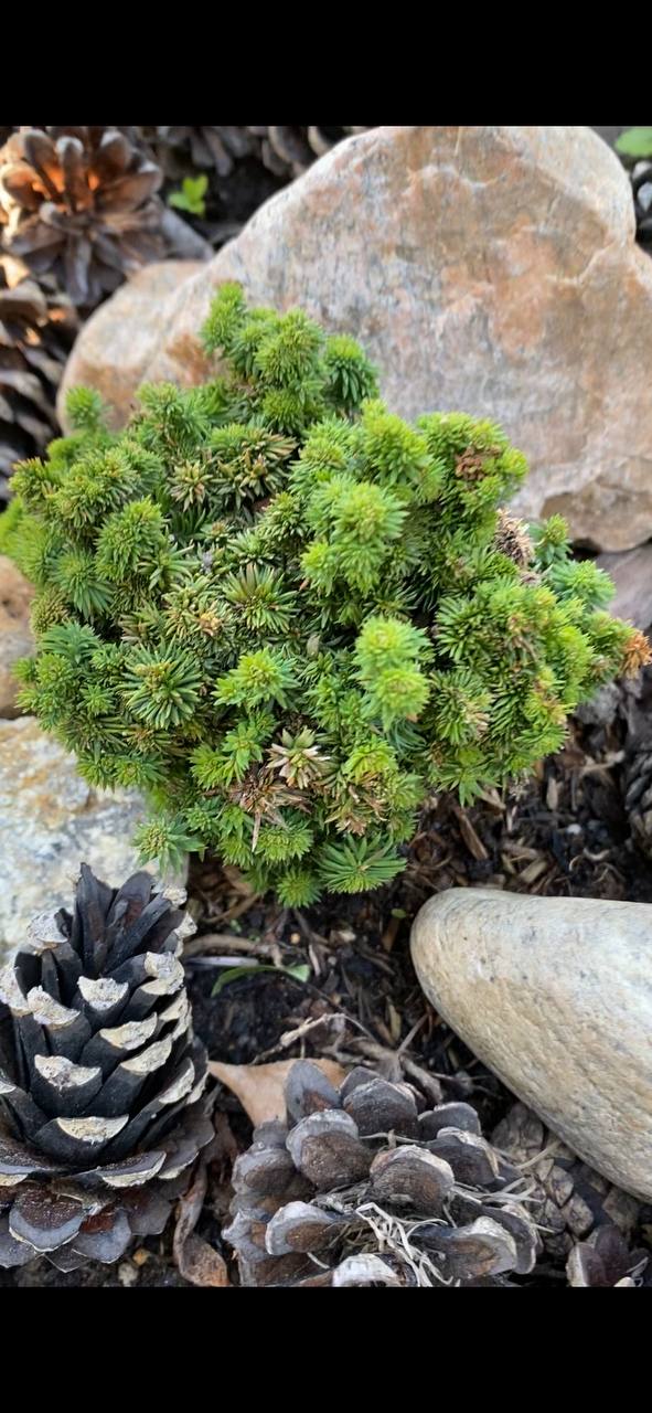 Thuja plicata 'Haley Bob'