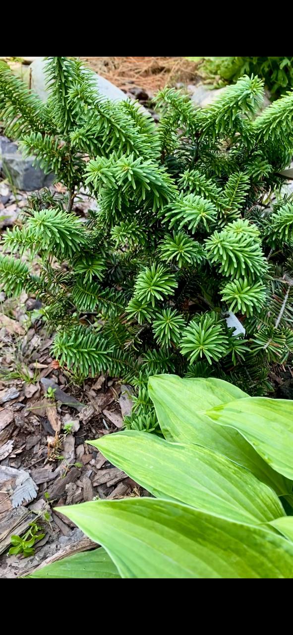 Abies balsamea 'Nana'